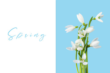 Spring composition with snowdrops on a blue background. Flat lay. Spring minimal concept.