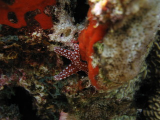 Little starfish hiding on the coral.