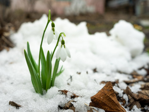 White Crocus sprouted through the snow and blooms in early spring.