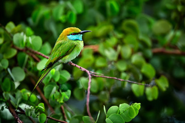 Green bee-eater (Merops orientalis), also known as little green bee-eater. Bee eater sitting on a branch in Udawalawe National Park. Wildlife photography and bird watching on Sri Lanka.