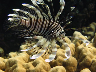 Colourful llionfish over the coral.