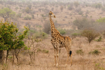 Giraffe (Giraffa camelopardalis) in early morning light, in Kruger Park South Africa