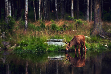 Young moose (Alces alces) drinks water in the lake. Elk symbol of Sweden. Wildlife scene from...