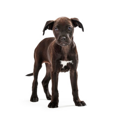 Black Terrier Crossbreed Puppy Dog Standing