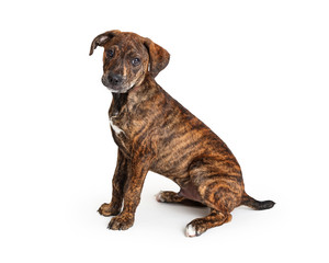 Obraz premium Brindle Puppy Sitting Side Looking Forward