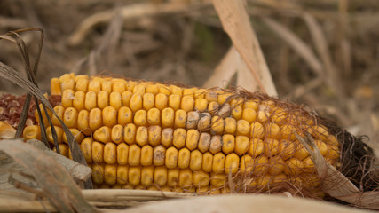 Close up of husked ear of corn lying on ground in harvested field - Nebraska