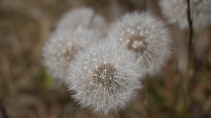 Three dandelion puffs of seeds on stems; shallow depth of field