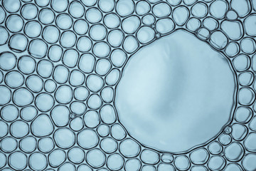 Macro close up of soap bubbles look like scientific image of cell and cell membrane