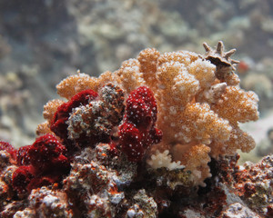 Group of corals with small shell on top.