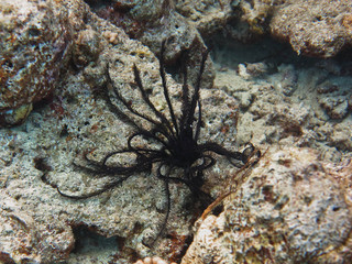 Black feather star on the coral.