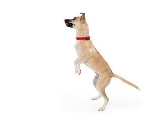 Excited Large Dog Standing on Hind Legs