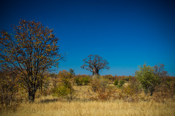 Kruger National Park, South Africa- JULY 2019: An ancient baobab east of Punda Maria