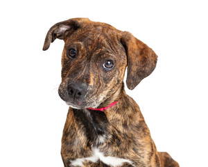 Portrait Cute Brindle Terrier Puppy Dog