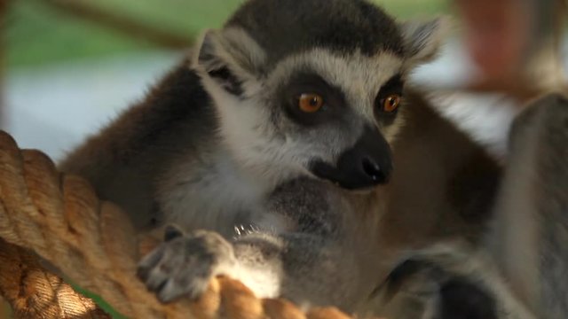 Close up of lemur on rope at a zoo