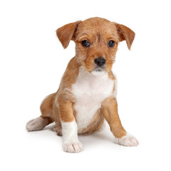 Tan and White Mixed Breed Puppy Dog © adogslifephoto
