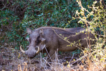 Kruger National Park, South Africa- JULY 2019: Male of Common warthog, Vlakvark (Potamachoerus aethiopicus) in african savanna © Lukas