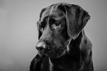 Brown labrador dog puppy portrait looking away isolated background black white photo one dog 