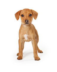 Young Tan Crossbreed Puppy Standing Forward Facing