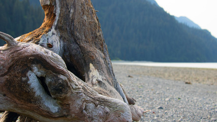 Close up of texture in driftwood on beach in Alaska; shallow depth of field