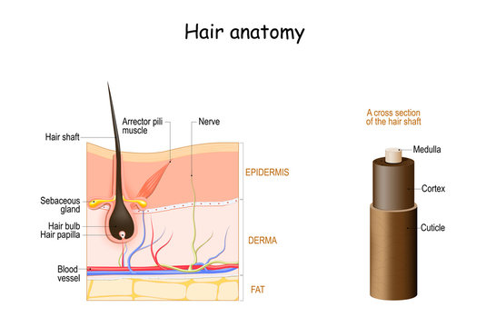 Hair anatomy. Cross section of the hair shaft. skin layers
