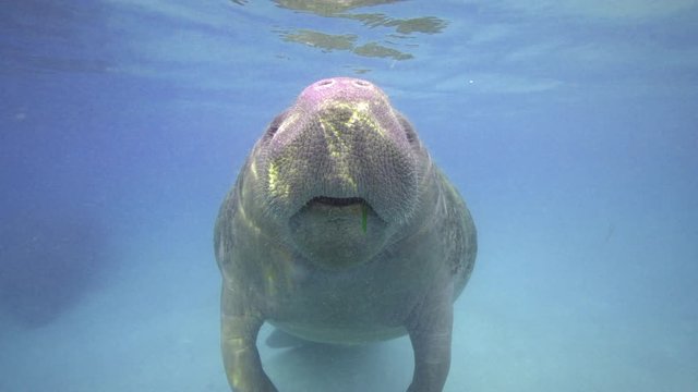 Close up of a West Indian Manatee (Trichechus manatus) surfacing for air. The eel grass stuck in her mouth, is a staple of their diet. Turbid water is due to high numbers of active manatees in area.