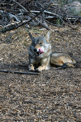 Lone gray wolf. Predatory animal.