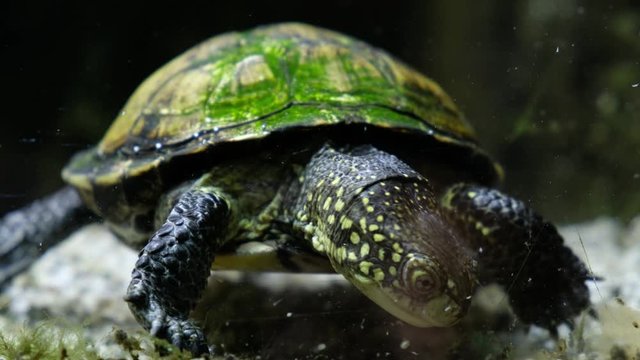 European pond turtle (E. orbicularis) feeding on the bottom of artifical pond