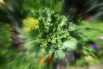 Decorative cabbage with a bumblebee look effect.