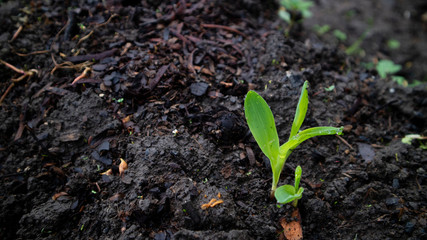 Maize plants are still young, around 10 days old. Corn is a plant with high carbohydrate content as an alternative food ingredient
