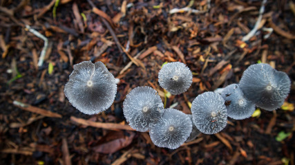 Rows of mushrooms that grow wild in the rainy season, this type can not be eaten.