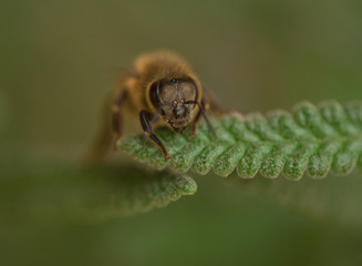 Macro Close up of the top of the head of a bee standing on Lavander Leaves, It is a strongly aromatic Plant, The leaves are evergreen