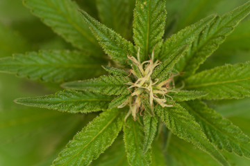 Close up of a Cannabis plant, flower Thc crystal
