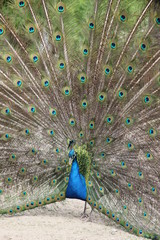 Obraz premium pfau schlägt rad