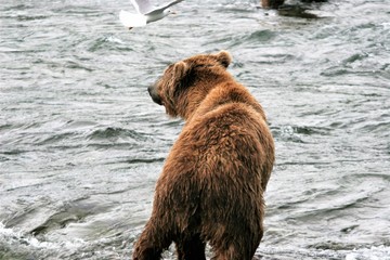 Fototapeta premium Big brown bear looking for fish in the river