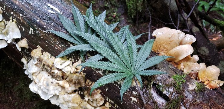 Cannabis Leaves Mushroom Log_3