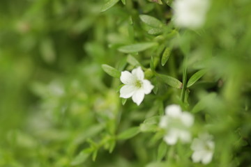 green grass that has beautiful white flower for background / wallpaper