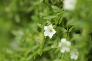Obraz na płótnie Canvas green grass that has beautiful white flower for background / wallpaper