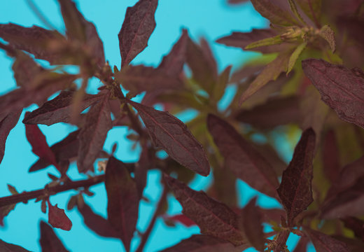 Dysphania ambrosioides Plant Close up "Purple Epazote"