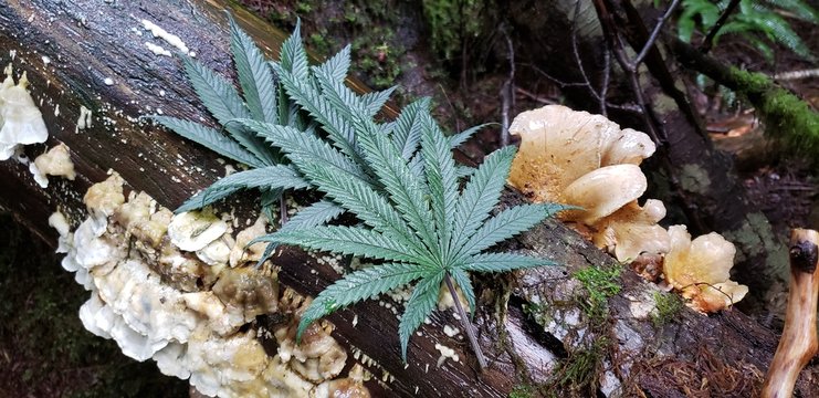 Cannabis Leaves Mushroom Log_4