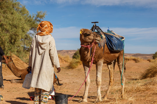Berber man in national dress stands near a camel, Sahara Desert, Morocco, Africa