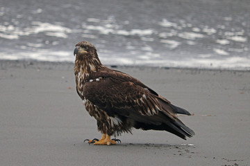 Juvenile Bald Eagle standing on the beach - Alaska