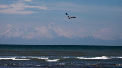 Bald Eagle flying over breaking waves Mt Redoubt in background - Alaska; (Haliaeetus leucocephalus)