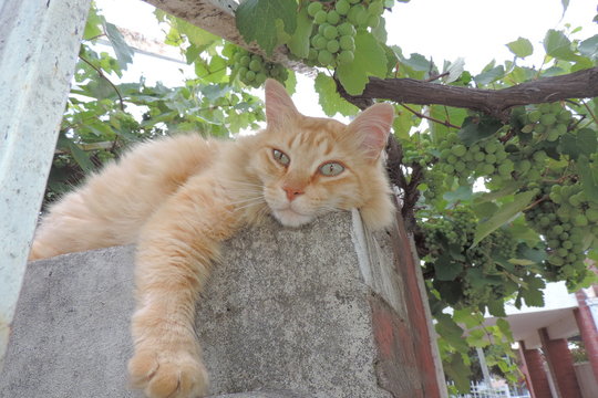 Leoncito entre las uvas