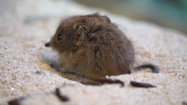 Close up of Elephant Mouse or elephant shrew or jumping mouse in sand turning around.