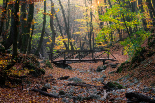 Forest bridge