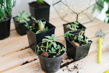 Plants planted in black plastic pots.