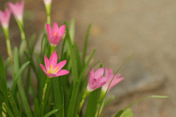 Fototapeta premium Pink rain lily flower / Zephyranthes at the garden with green bokeh leafs background