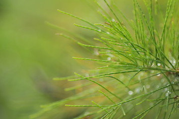 Casuarina equisetifolia leafs, one of kind pine trees. Macro shoot for backgound / wallpaper.