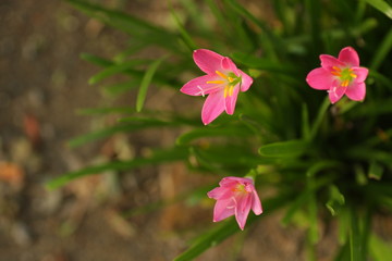 pink flower in the garden