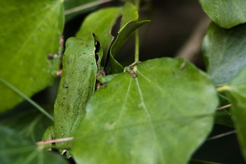 rainette verte dans son milieu